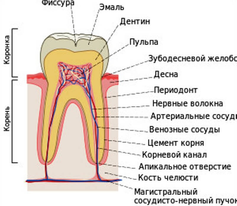 строение -зуба