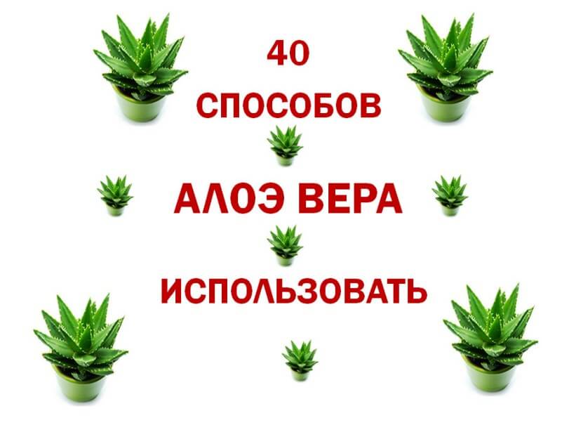 Алоэ род. Классификация алоэ Вера. Систематика алоэ Вера. Алоэ Вера способ применения. С днем алоэ.