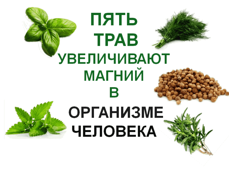 5-grass-magnesium-increase-in-the-human-body